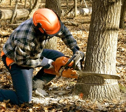 Tree Removal in Mcintosh, MN